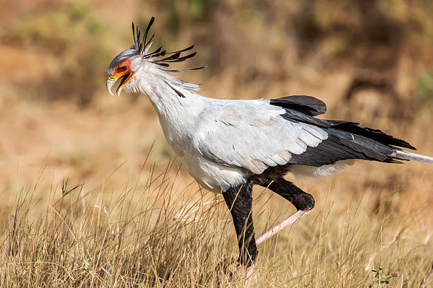 istock Secretary bird (Sagittarius Serpentarius) close up, Africa 485383206