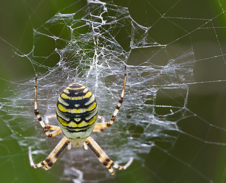 The wasp spider (Argiope bruennichi) is a species of orb-web spider distributed throughout central Europe, northern Europe, north Africa, parts of Asia and in the Azores archipelago. Like many other members of the genus Argiope, it shows striking yellow and black markings on its abdomen.