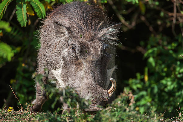 istock Big warthog with large tusks feeds on his knees in 485383674