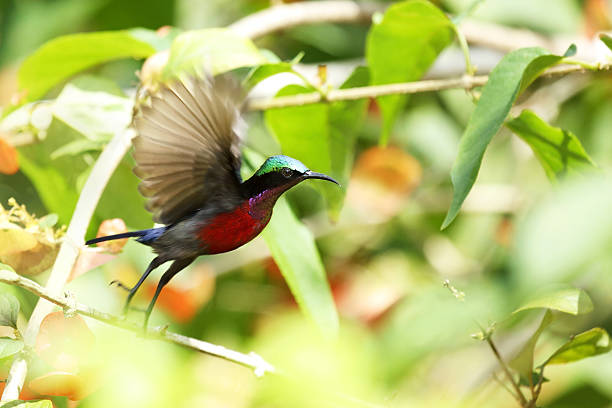 istock Bird, Purple-throated Sunbird 485384120
