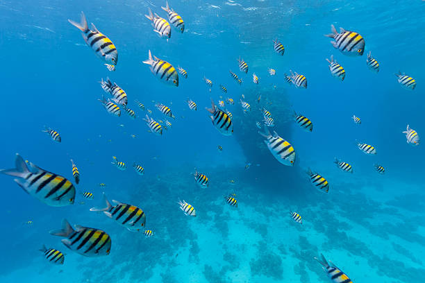 Underwater flock of fish Underwater photo of flock of  Indo-Pacific sergeant abudefduf vaigiensis stock pictures, royalty-free photos & images