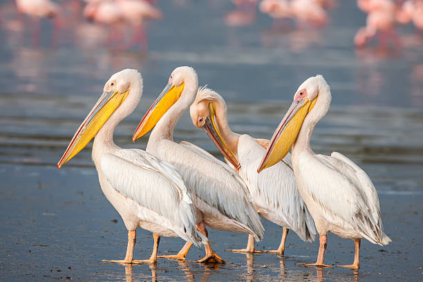 great white pelican (pelecanus onocrotalus) entspannen, schlafen, sich putzen, stehend - bath stock-fotos und bilder