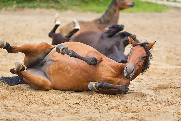 istock Horse lying in the sand 485387200