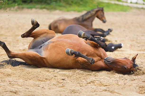 istock Horse lying in the sand 485387204