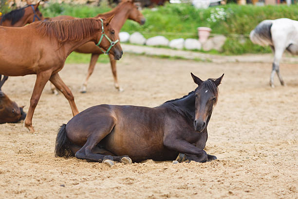 istock Horse lying in the sand 485387216