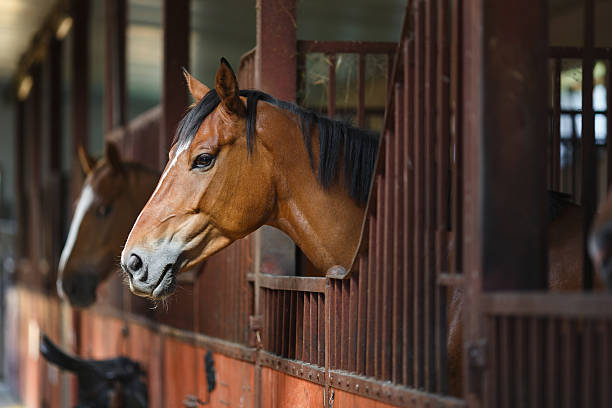 istock Horse in the stable 485387352