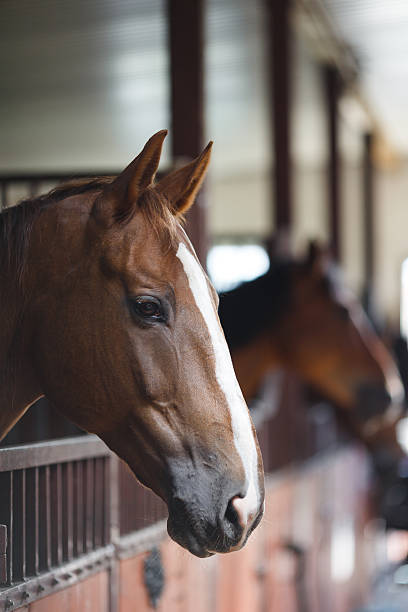 istock Horses in the stable 485387478