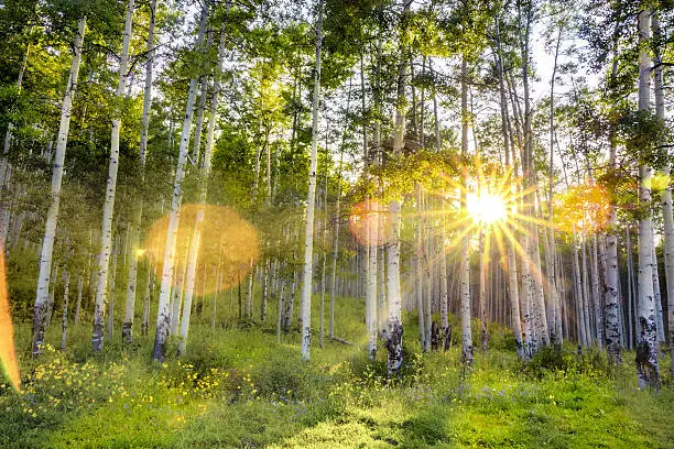 Beautiful summer view of an aspen tree forest in the Colorado high country.  The sun is peaking through between the trees lighting up the subtle mist in the air.  Lens flares accentuate the pretty sun.  This is an HDR image.