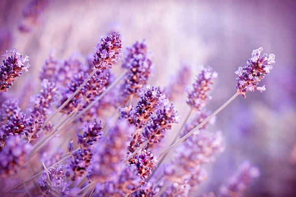 istock Beautiful lavender flowers 485389018