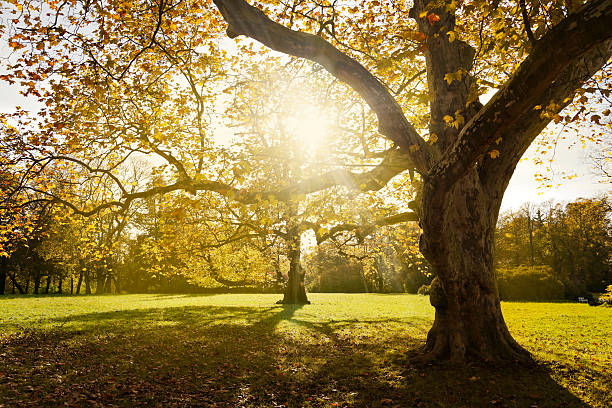 istock Colorful autumn in park 485389440