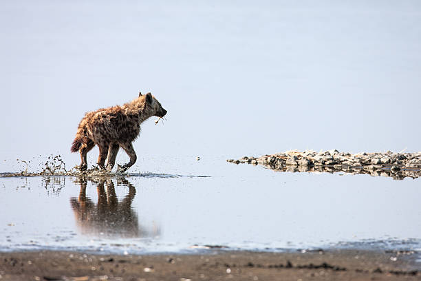 istock Spotted hyena walks on Water (Crocuta crocuta), also known as 485389826