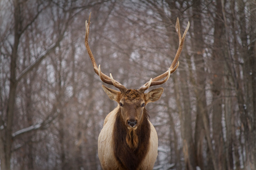 Portrait of a deer in winter. Looking straight in the camera, surrounded by the forest in Canada.