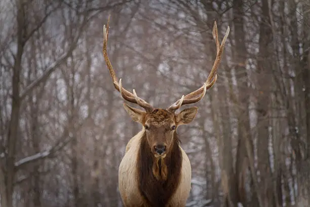 Photo of Portrait of a deer in winter-Canada