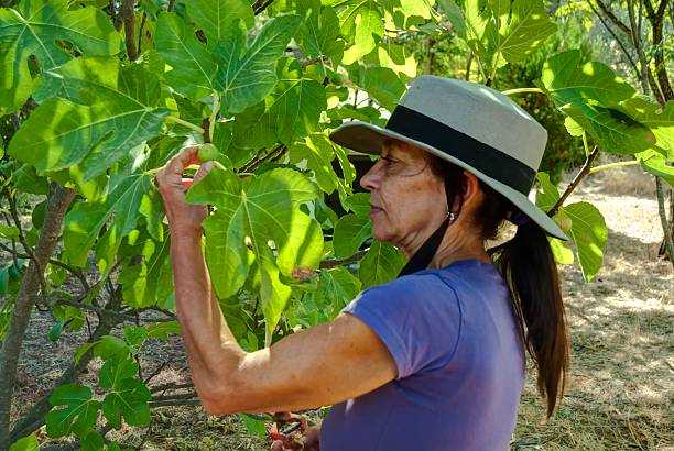 istock Mature woman with hat making work gardening 485392442