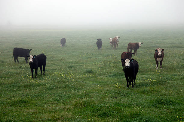 istock Cattle in the fog 485392522