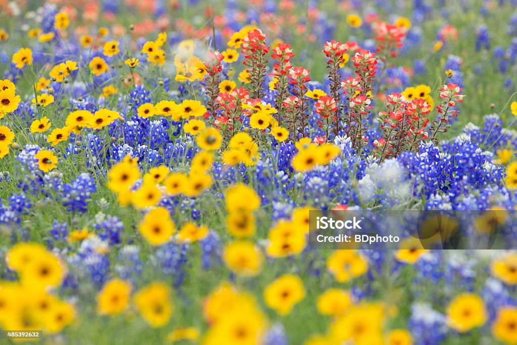 Texas wildflowers Wildflowers in full bloom in the Texas Hill Country. Texas Stock Photo