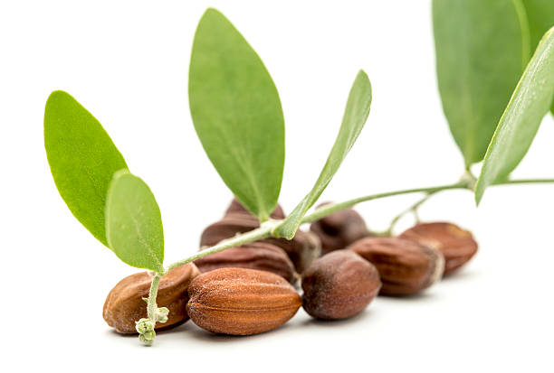 istock Jojoba seeds and leaves 485393092