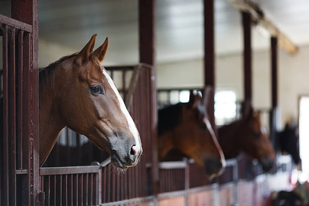 istock Horses in the stable 485393660