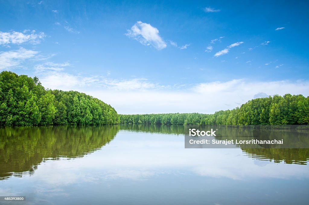 Mangrove forest, Beautiful blue sky and tropical mangrove forest Mangrove forest, Beautiful blue sky and tropical mangrove forest at Krabi,Thailand. Intertidal forest. important for ecology coast and co-operation community. Background Mangrove Forest Stock Photo