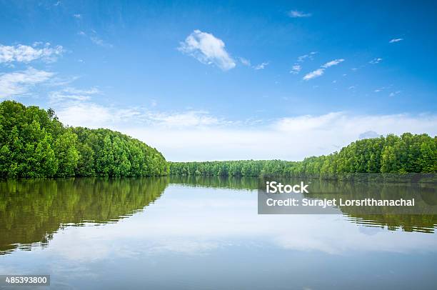 Mangrove Forest Beautiful Blue Sky And Tropical Mangrove Forest Stock Photo - Download Image Now