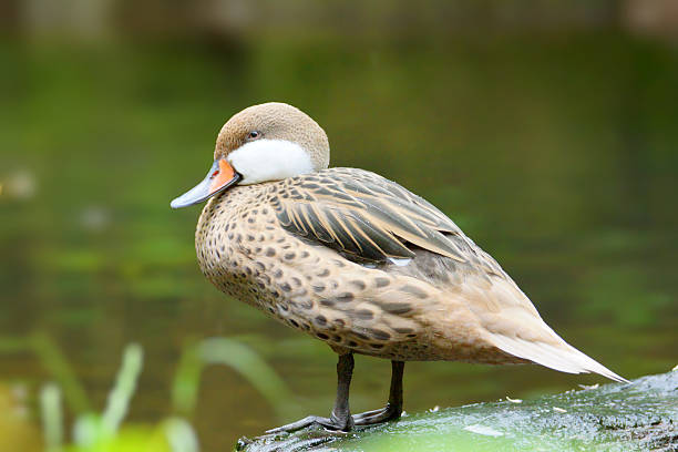 White-cheeked pintail Names: White-cheeked pintail, Bahama pintail, Summer duck white cheeked pintail duck stock pictures, royalty-free photos & images