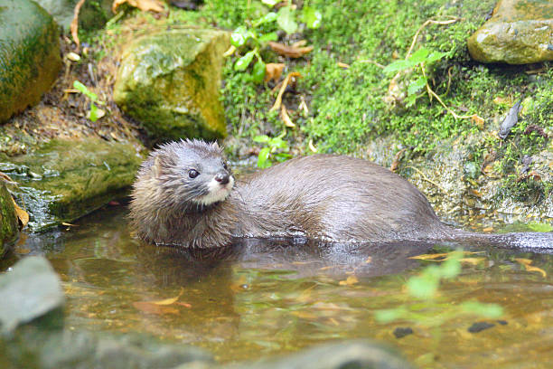 istock European Mink 485394278