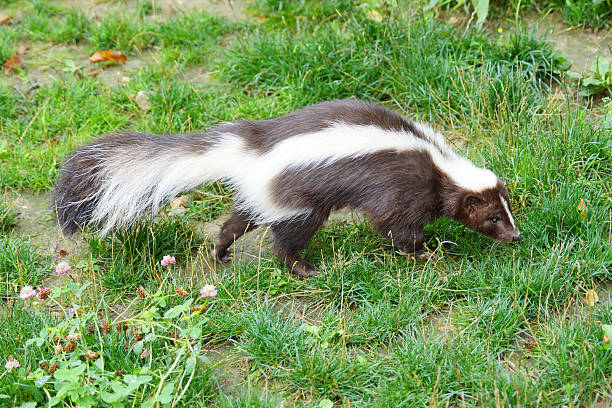 Striped skunk Name: Striped skunk skunk stock pictures, royalty-free photos & images