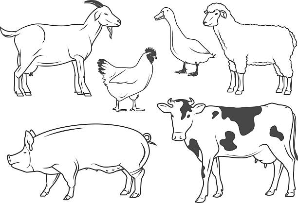 Farm animals vector art illustration