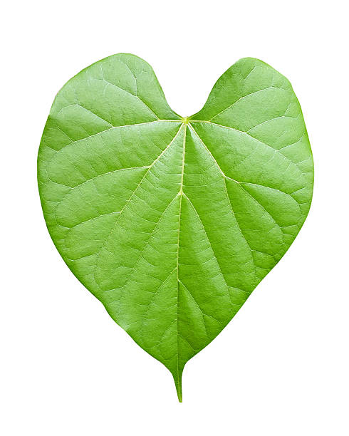 istock Heart shape Leaf ,isolated on white 485396386