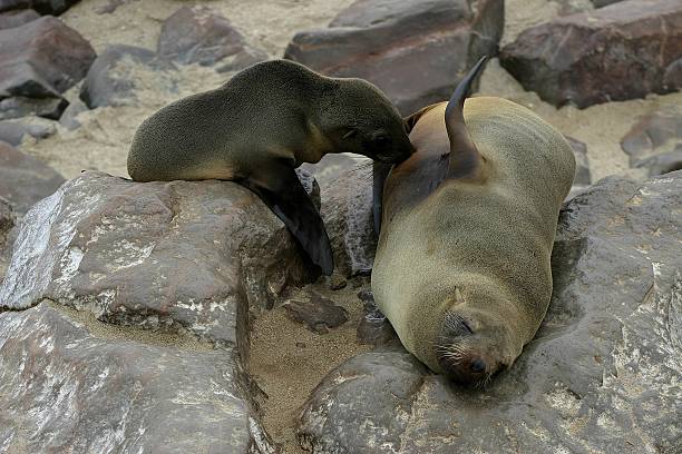 istock Cape fur seal suckling young pup 485397440