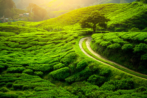 Tea plantation and lonley tree in sunset time. Nature background