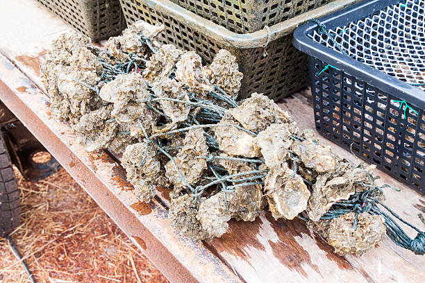 Fisherman holding fresh farmed Pacific oysters in Prince William Sound, Alaska. Oysters can grow very well in cold water if there is abundant, high-quality plankton. Many estuaries in Alaska produce so much high-quality plankton during certain times of the year that Alaskan shellfish can match growth achieved by shellfish raised in warmer waters of the Pacific Northwest.