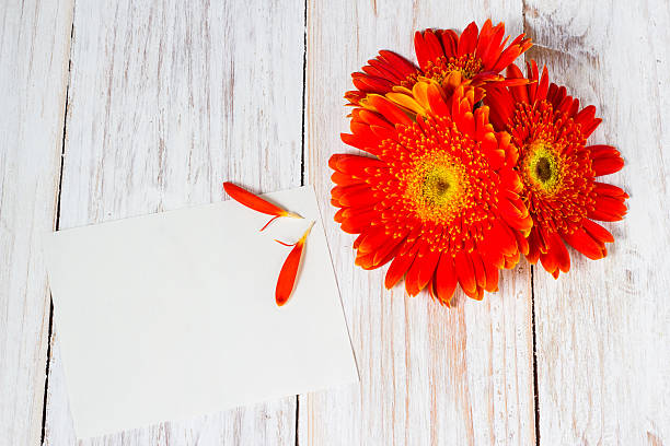 istock orange colorful gerbera flowers 485405928