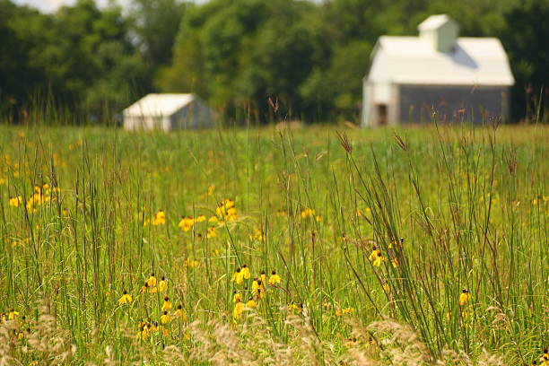 istock Wildflowers Bloom on an Iowa Farm 485406098