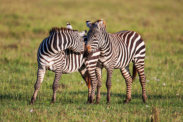 istock Two Zebras create perfect symmetry and harmony while playing, heads 485406216