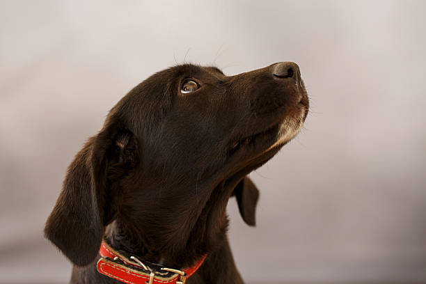 istock Dog   Cute mixed breed puppy 485406230