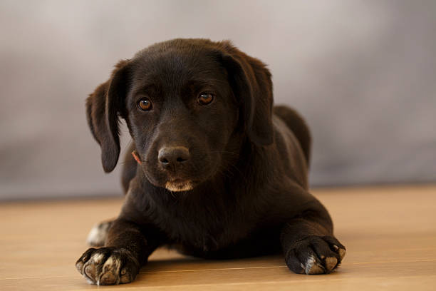 istock Dog   Cute mixed breed puppy 485406270