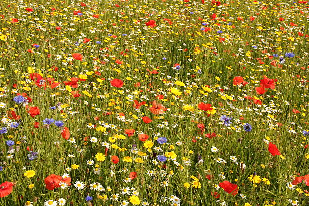 istock Field of wild flowers 485406335