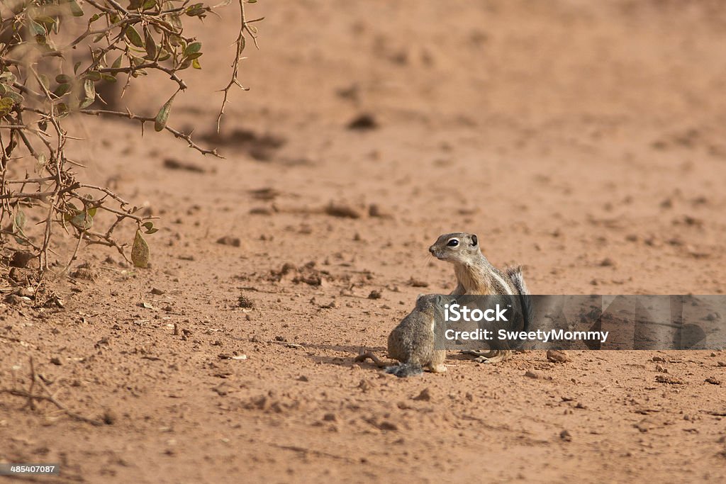 Antilope des écureuils - Photo de Animaux à l'état sauvage libre de droits