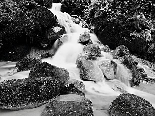 Cascade on small mountain stream, water is running over mossy sandstone boulders and bubbles create on level milky water. Black and White photo.