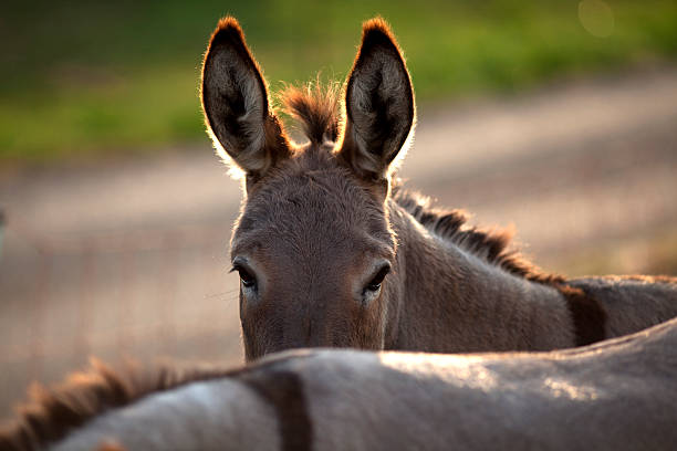 funny donkey look over his friends back