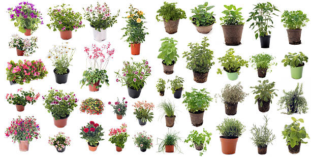 aromatic herbs and flower plants aromatic herbs and flower plants in front of white background fuchsia flower photos stock pictures, royalty-free photos & images