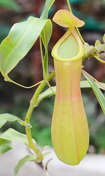 Nepenthes  in natural park 