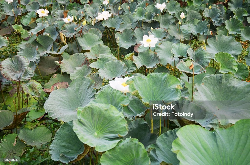 lotus on the green leaf  lotus on the green leaf in garden Close-up Stock Photo