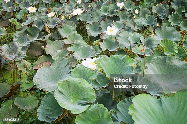 Lotus On The Green Leaf Stock Photo - Download Image Now - Close-up, Decoration, Flower Head
