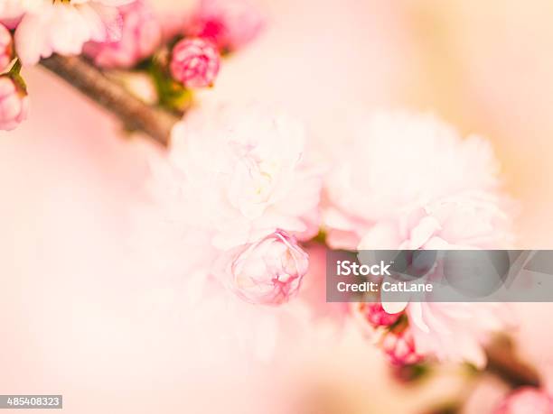 繊細なピンクの花 - やわらかのストックフォトや画像を多数ご用意 - やわらか, カラー背景, サトザクラ