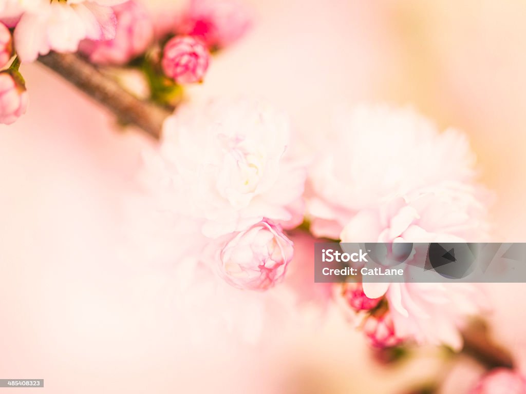 델리케이트 핑크 잎과 - 로열티 프리 0명 스톡 사진