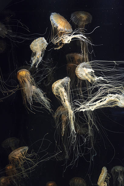 istock Japanese sea nettle Jellyfish, Chrysaora pacifica 485408388