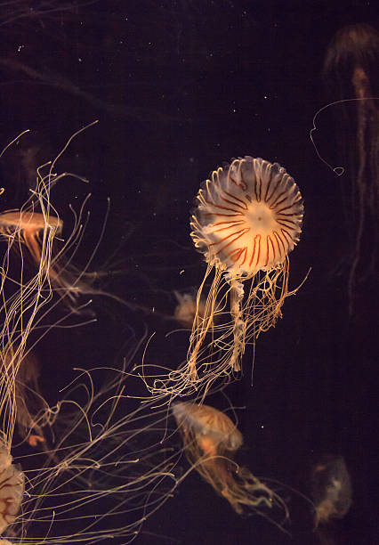 istock Japanese sea nettle Jellyfish, Chrysaora pacifica 485408394