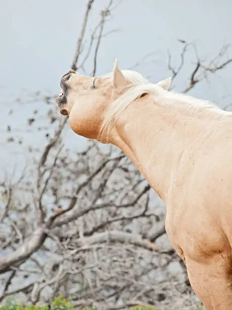 beautiful palomino stallion of quarterhorse breed 